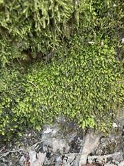 Plagiothecium nemorale