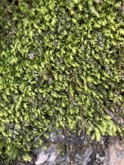 Plagiothecium nemorale