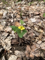 Viola pubescens