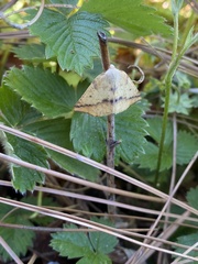 Neoterpes edwardsata