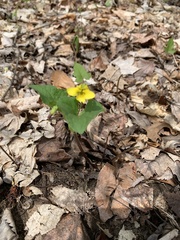Viola pubescens