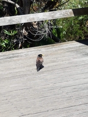 Acridotheres tristis