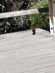 Acridotheres tristis