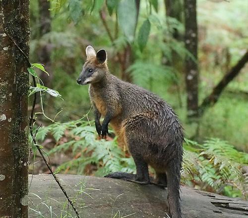 Swamp Wallaby, photo 8 of 10