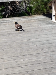 Acridotheres tristis