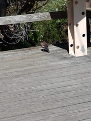 Acridotheres tristis