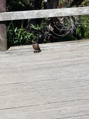 Acridotheres tristis