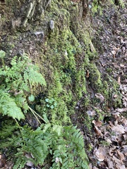 Sciuro-hypnum plumosum