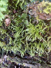 Sciuro-hypnum plumosum