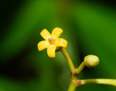 Parsonsia brownii