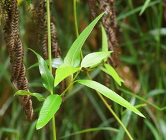 Parsonsia brownii