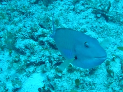 Sparisoma chrysopterum