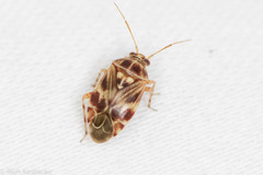 Tropidosteptes quercicola