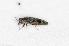 Agrilus lecontei