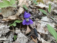 Viola