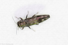 Agrilus lecontei