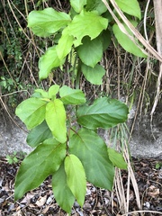 Actinidia rufa
