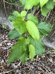 Actinidia rufa