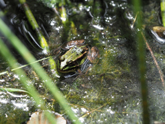 Pelophylax