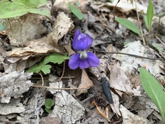 Viola