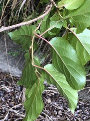 Actinidia rufa