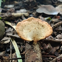 Fungi