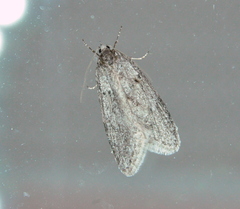 Semioscopis