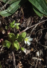 Cerastium semidecandrum