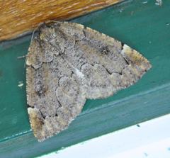 Spodolepis substriataria