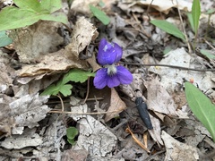 Viola