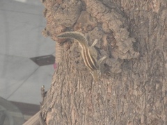 Funambulus pennantii