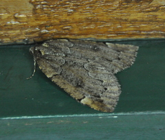 Spodolepis substriataria