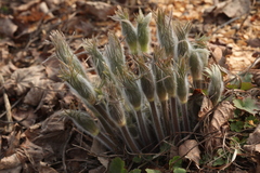 Pulsatilla orientali-sibirica