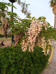 Robinia pseudoacacia