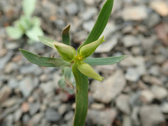 Euphorbia taurinensis