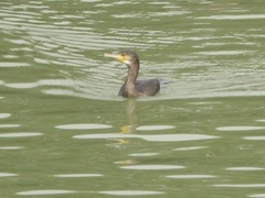 Phalacrocorax fuscicollis