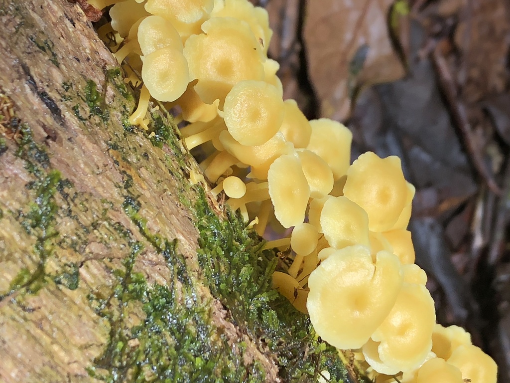 Tricholomopsis aurea · October 2019 · photo: © blazeclaw (iNaturalist, cc-by)