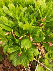 Scopolia carniolica