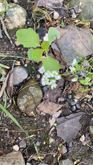 Micranthes virginiensis