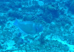 Halichoeres radiatus