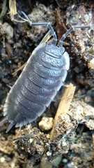 Porcellio hoffmannseggii