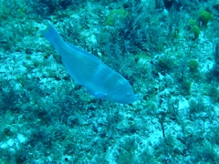 Halichoeres radiatus