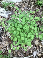 Thalictrum thalictroides