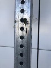 Erythemis simplicicollis