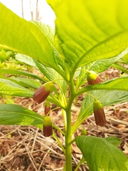 Scopolia carniolica