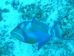 Balistes vetula