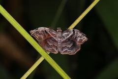 Helias phalaenoides