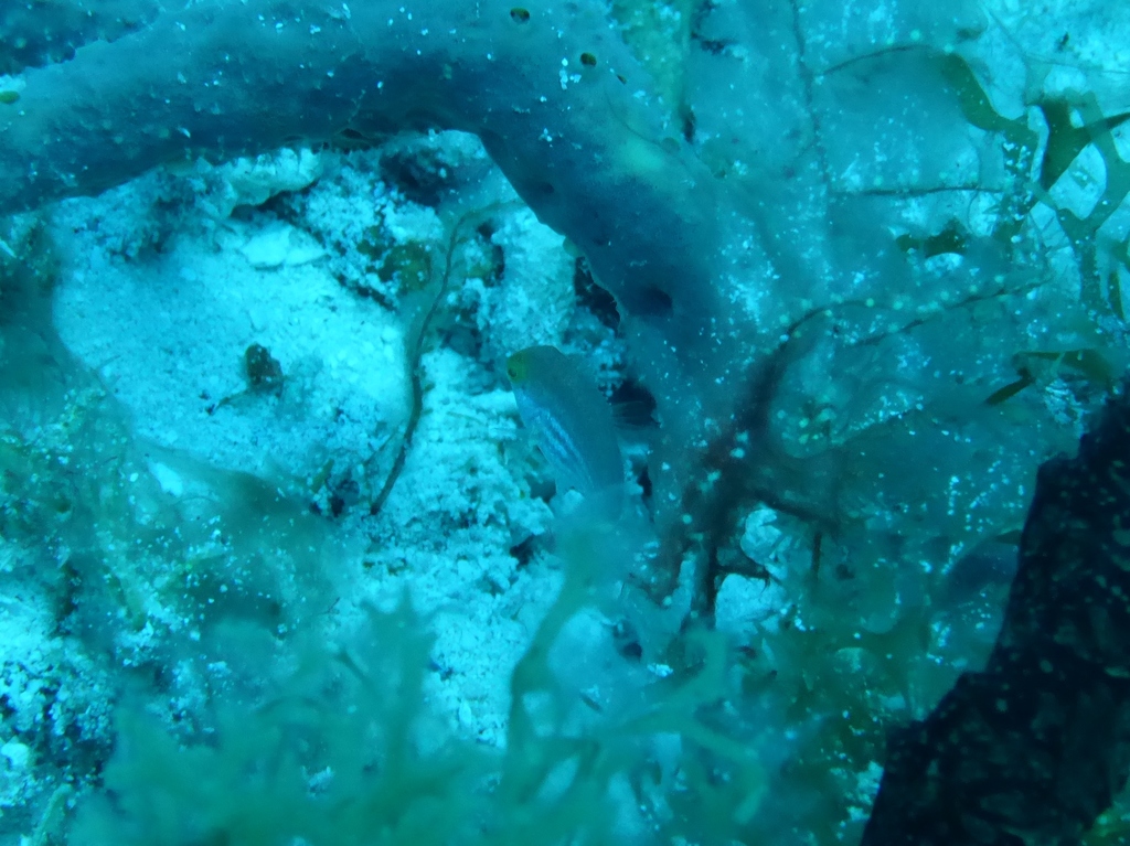 greenblotch parrotfish