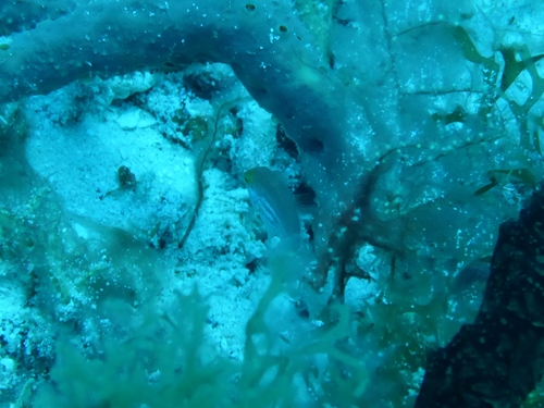 Sparisoma atomarium