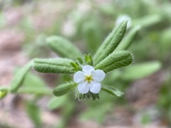 Lithospermum matamorense